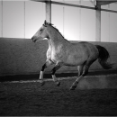 Ronja 2006