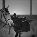 Ronja 2006