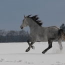 Ronja 2006
