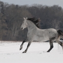 Ronja 2006