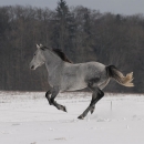 Ronja 2006