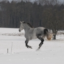 Ronja 2006