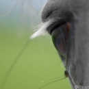 Ronja 2006