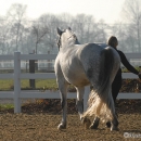 Ronja 2006