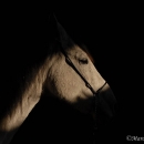 Ronja 2006