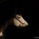 Ronja 2006