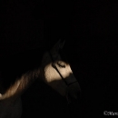 Ronja 2006