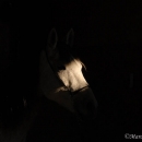 Ronja 2006