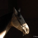 Ronja 2006