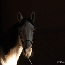 Ronja 2006