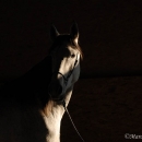 Ronja 2006