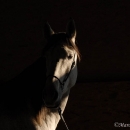 Ronja 2006