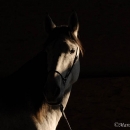 Ronja 2006