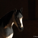 Ronja 2006