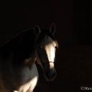Ronja 2006