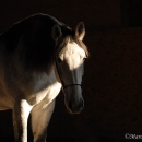 Ronja 2006