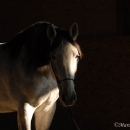 Ronja 2006