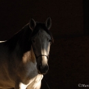 Ronja 2006