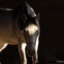 Ronja 2006