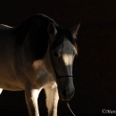 Ronja 2006