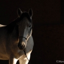 Ronja 2006