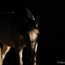 Ronja 2006