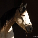 Ronja 2006