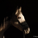 Ronja 2006