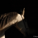 Ronja 2006