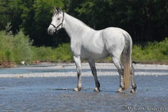 Ronja 2007