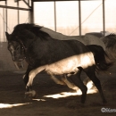 Ronja & Alea 2008