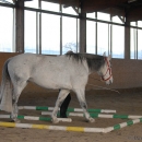 Ronja 2008