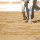 Ronja 2008