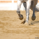 Ronja 2008