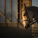 Ronja 2008