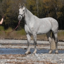 Ronja 2008