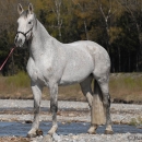 Ronja 2008