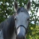 Ronja 2008