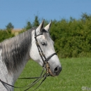 Ronja 2008