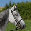 Ronja 2008