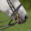 Ronja 2008