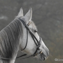 Ronja 2008
