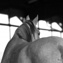Ronja 2008