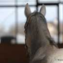 Ronja 2008