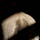 Ronja 2008