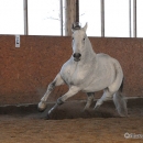 Ronja 2008