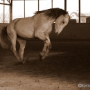 Ronja 2008