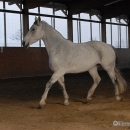 Ronja 2008