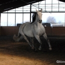 Ronja 2008