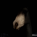 Ronja 2008